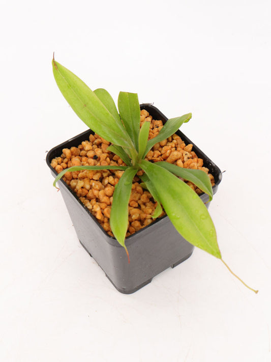 Nepenthes pervillei  in Kanuma