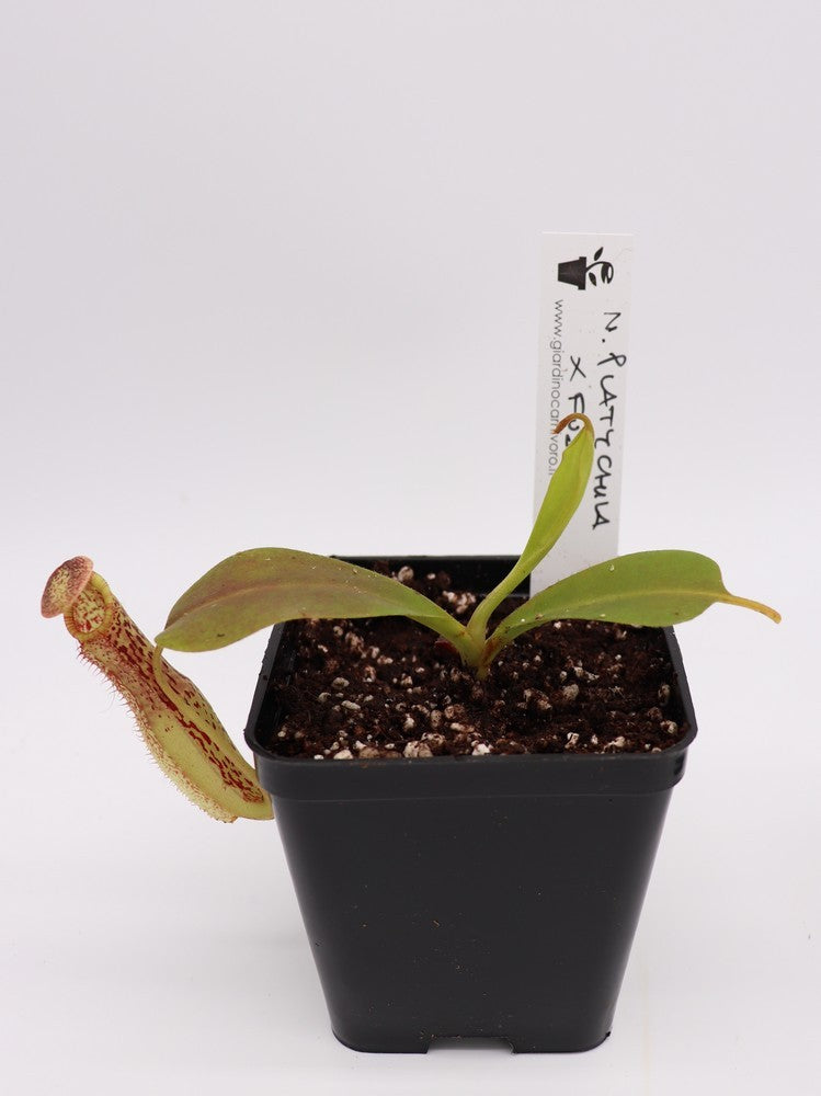 Nepenthes platychila x fusca