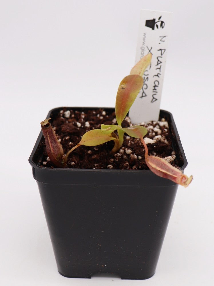 Nepenthes platychila x fusca
