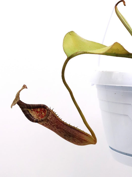 Nepenthes platychila x lowii