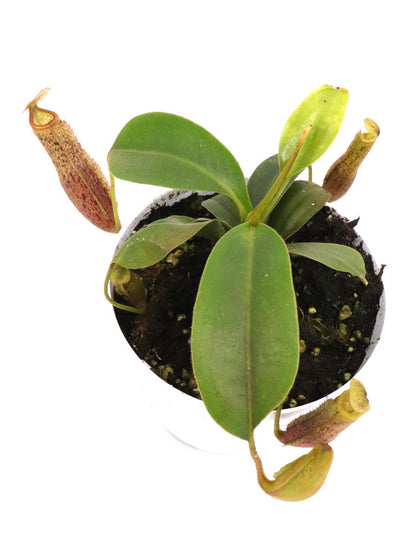 Nepenthes platychila x mira