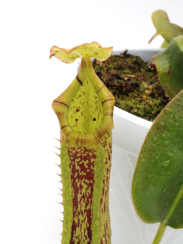 Nepenthes platychila x veitchii