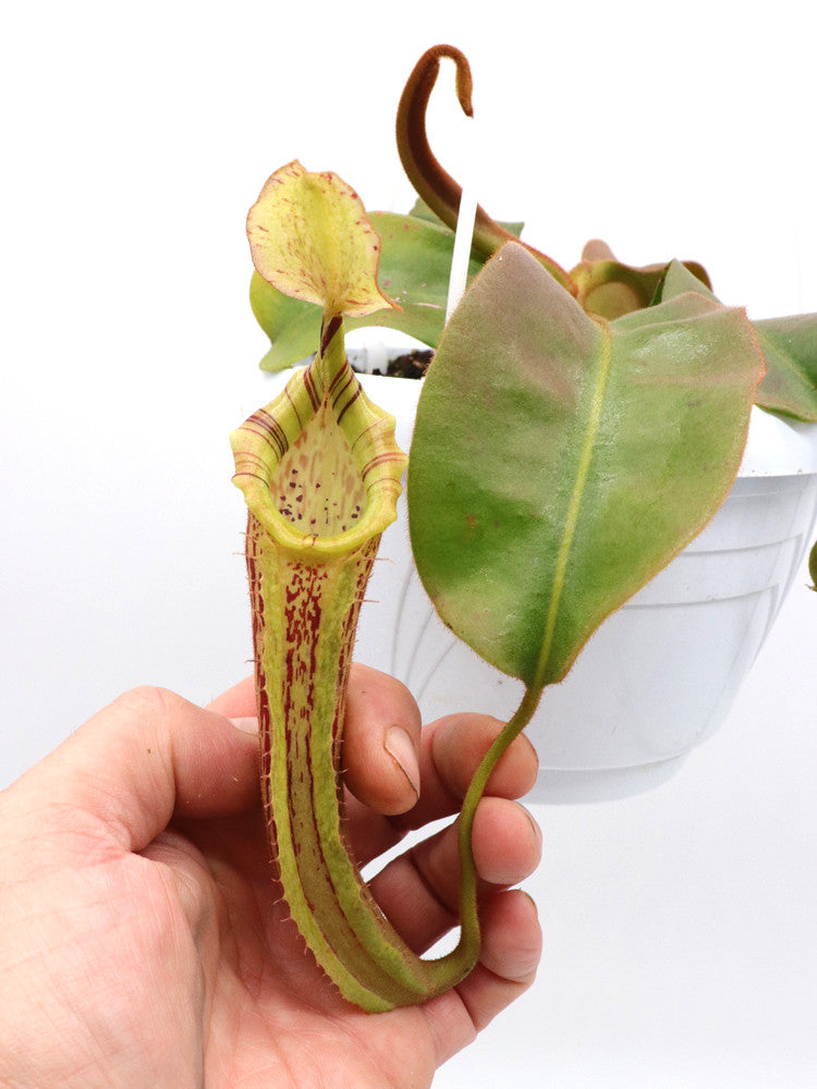 Nepenthes platychila x veitchii