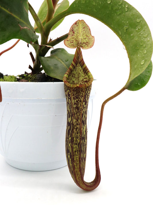 Nepenthes platychila x vogelii