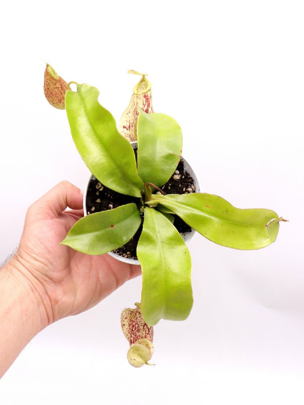 Nepenthes rafflesiana Giardino Carnivoro