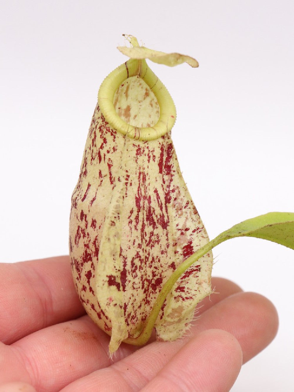 Nepenthes rafflesiana