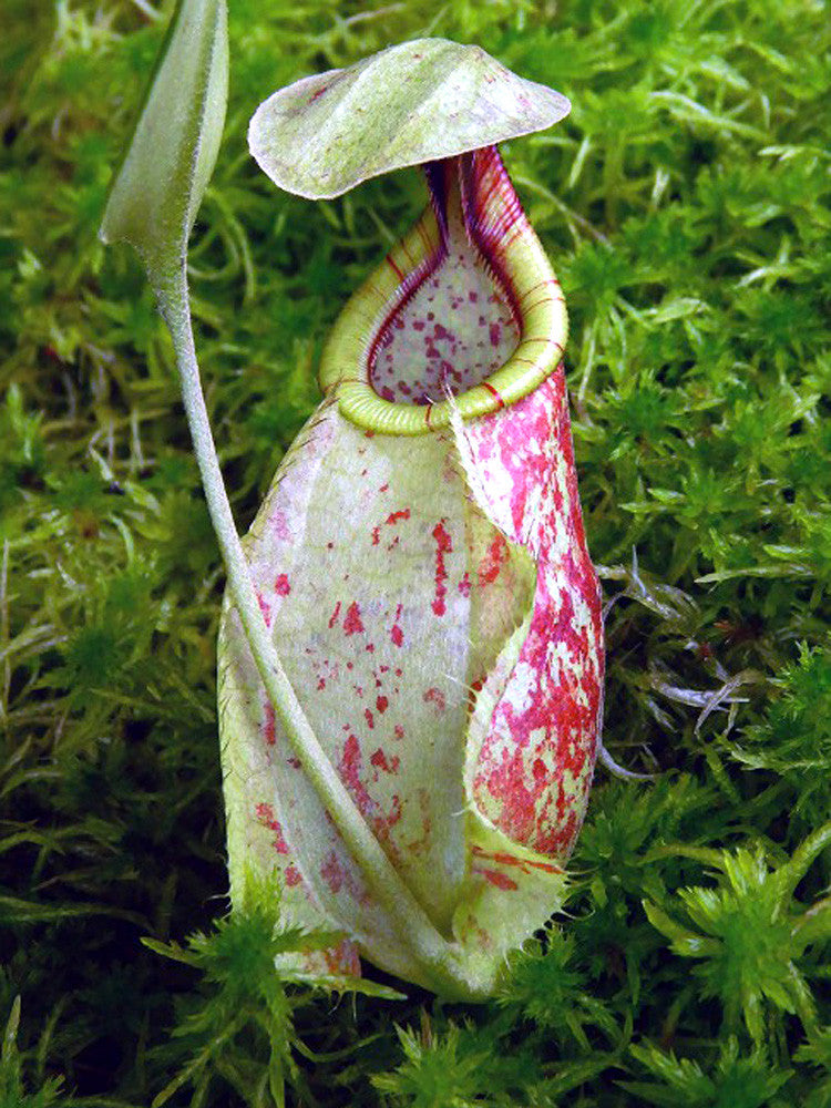 Nepenthes rafflesiana "Brunei Speckled"  BE-3722