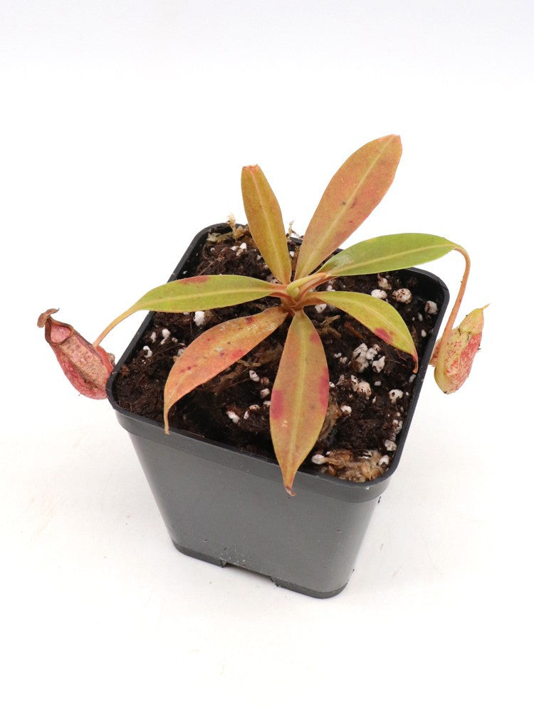 Nepenthes rafflesiana   Bako, Sarawak, Malaysia