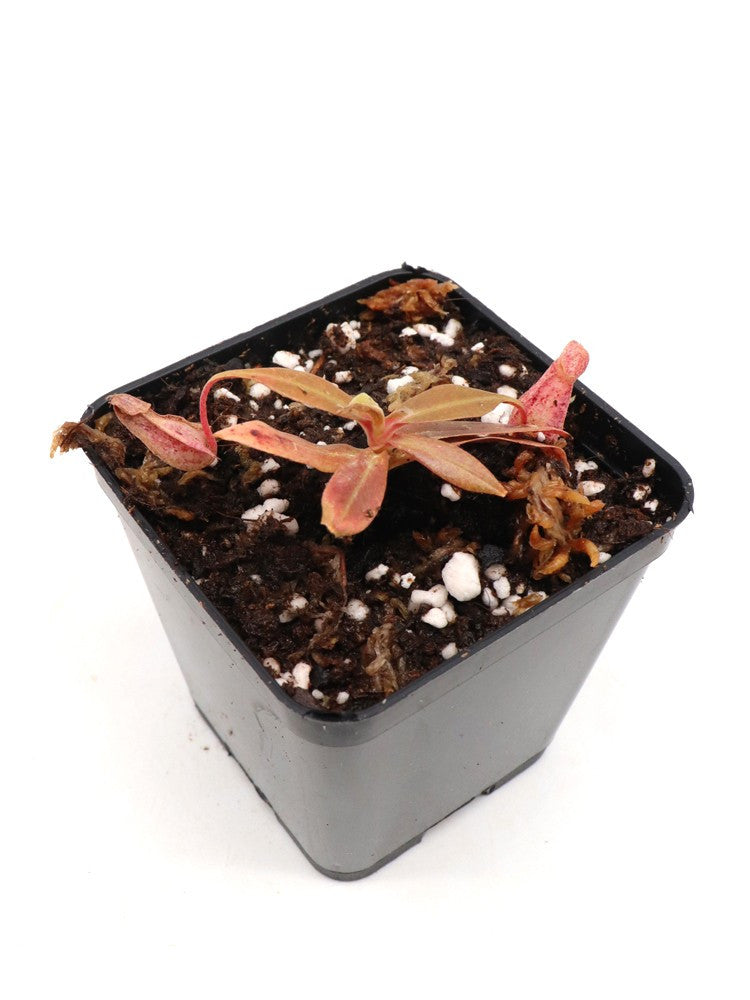 Nepenthes rafflesiana   Bako, Sarawak, Malaysia