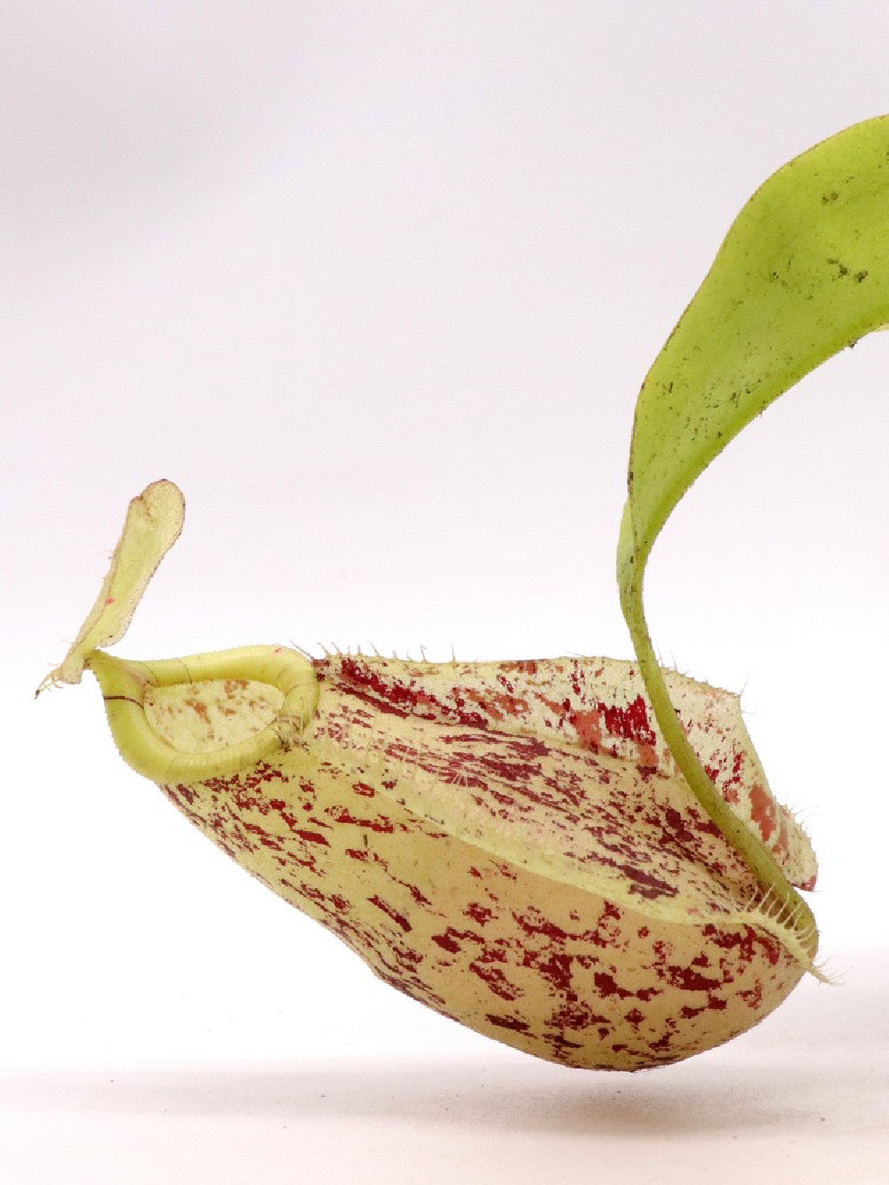Nepenthes rafflesiana