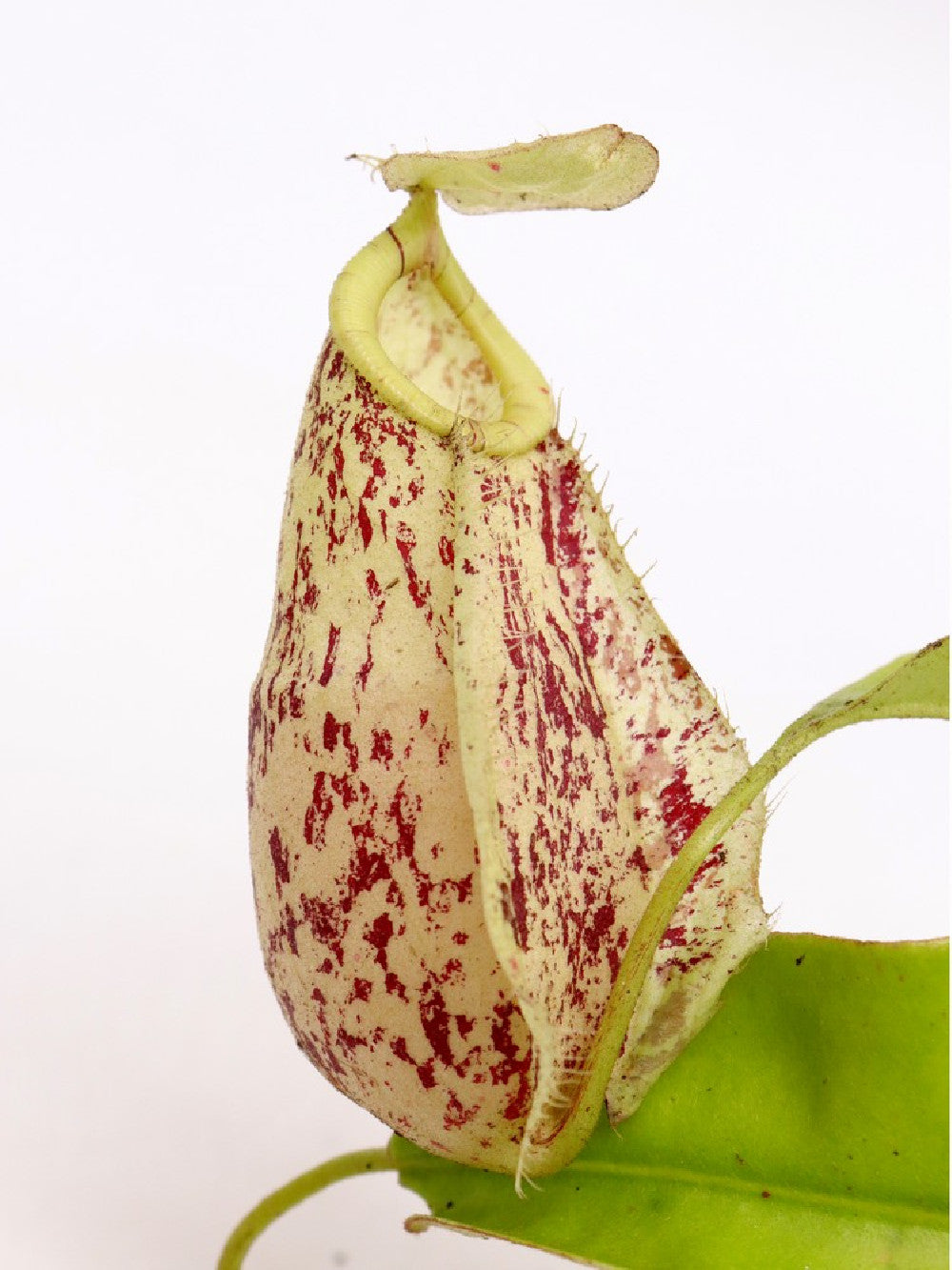 Nepenthes rafflesiana