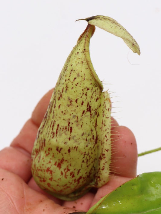 Nepenthes rafflesiana x hirsuta