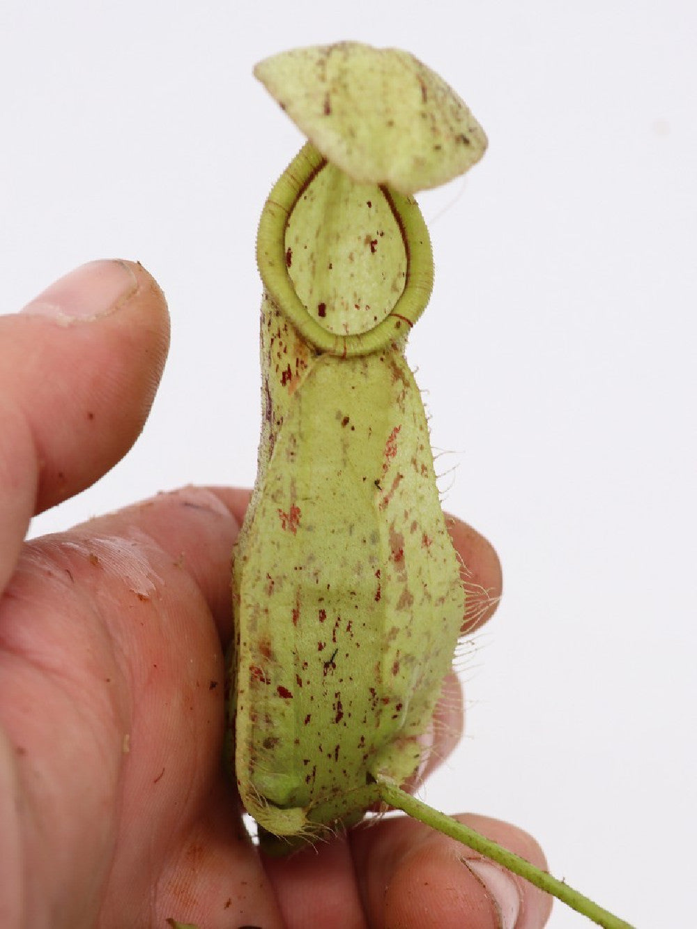 Nepenthes rafflesiana x hirsuta