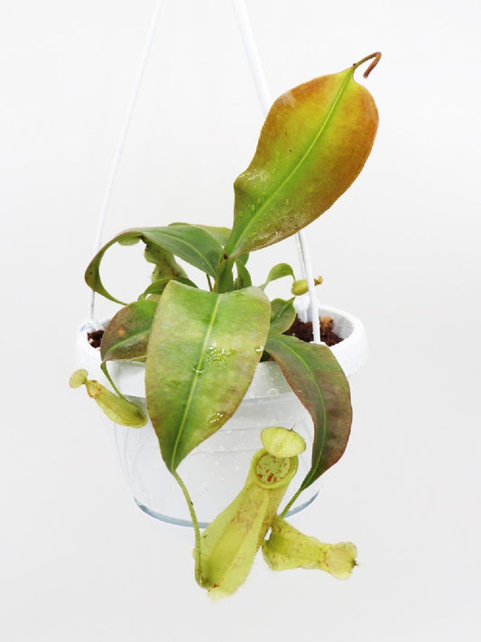 Nepenthes rafflesiana x hirsuta