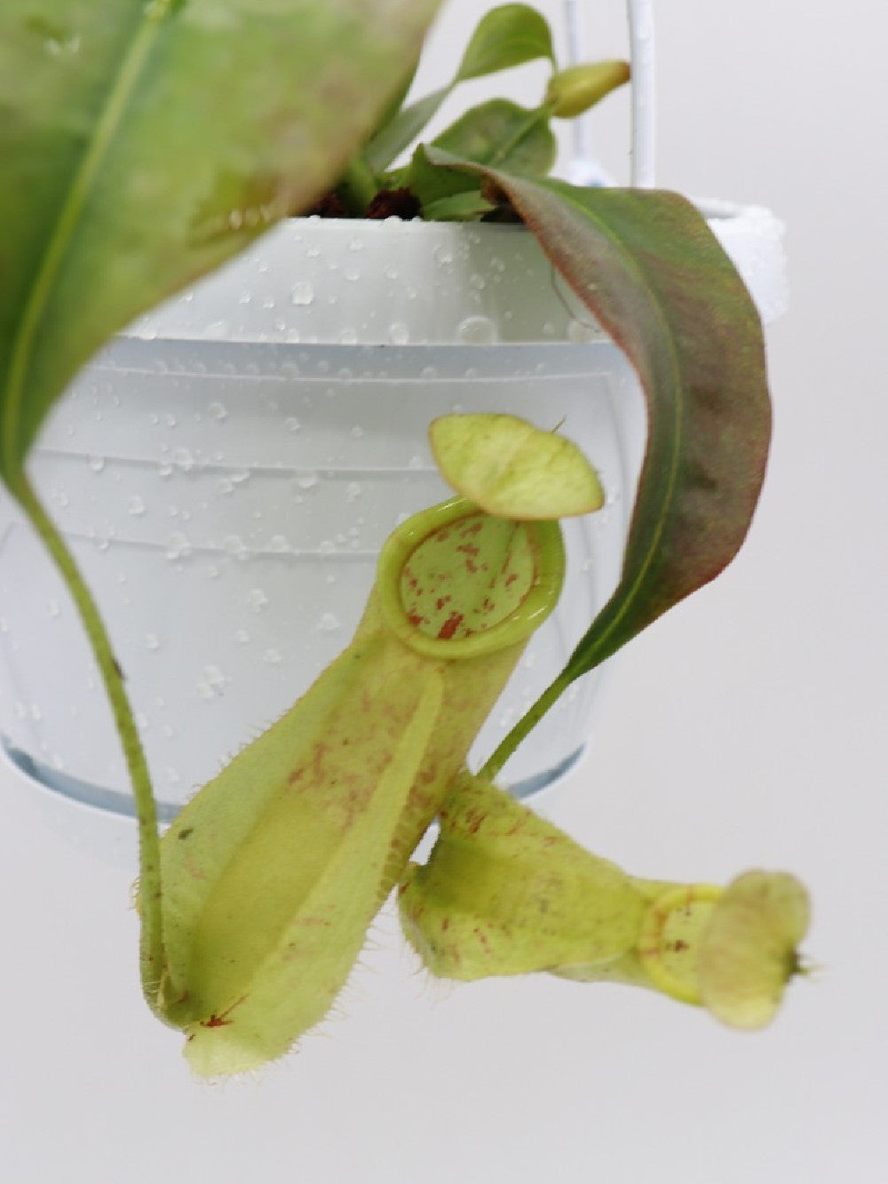 Nepenthes rafflesiana x hirsuta