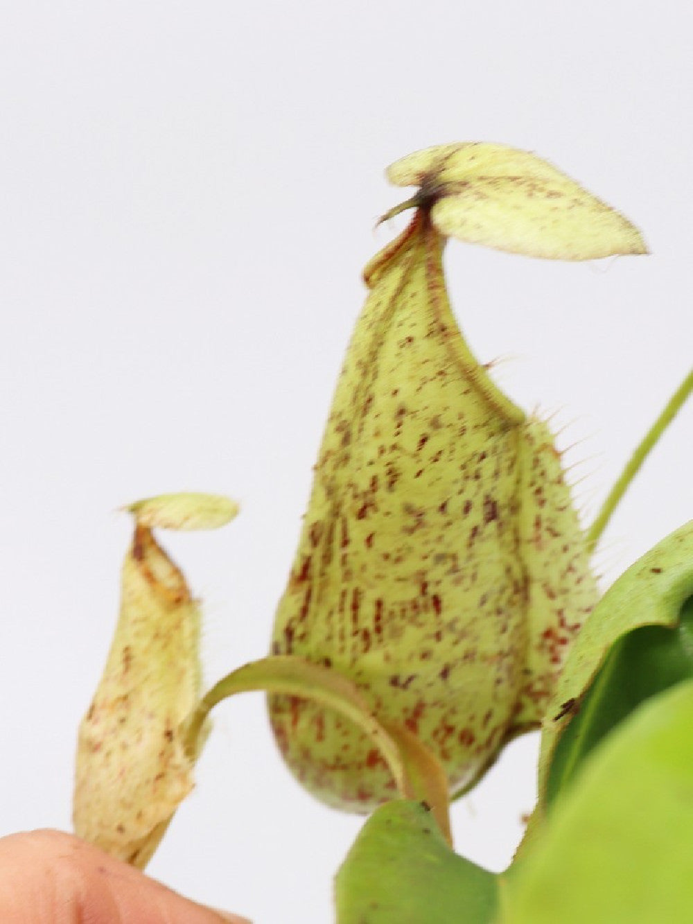 Nepenthes rafflesiana x hirsuta
