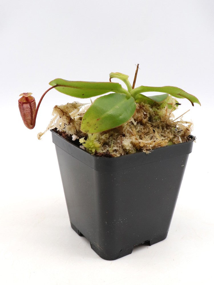 Nepenthes rajah  Mount Tambuyukon, Borneo