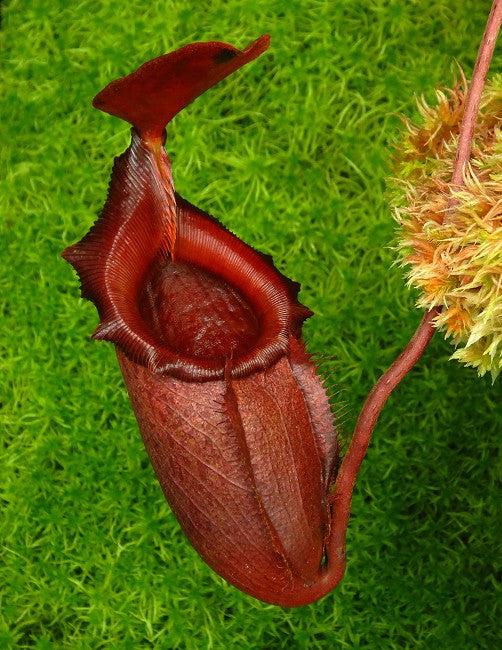 Nepenthes rajah x mira   BE-3518