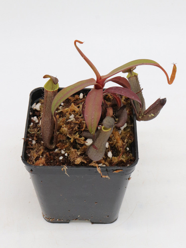 Nepenthes ramispina   Gunung Ulu Kali