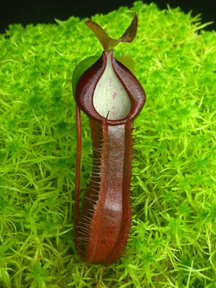 Nepenthes ramispina x singalana  BE-3829
