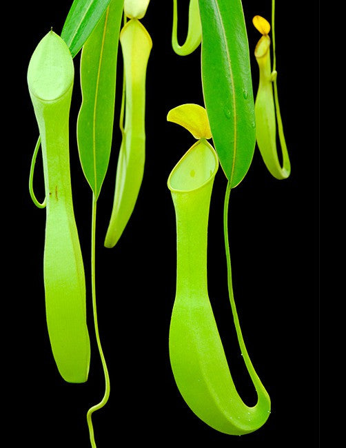 Nepenthes reinwardtiana  BE-3159