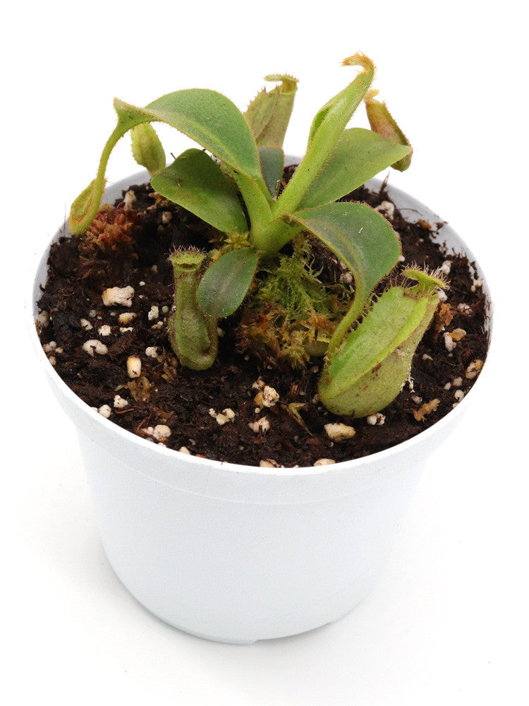 Nepenthes robcantley x hurelliana  (Maschio)