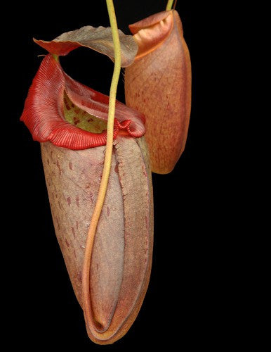 Nepenthes robcantley x tenuis  BE-3982