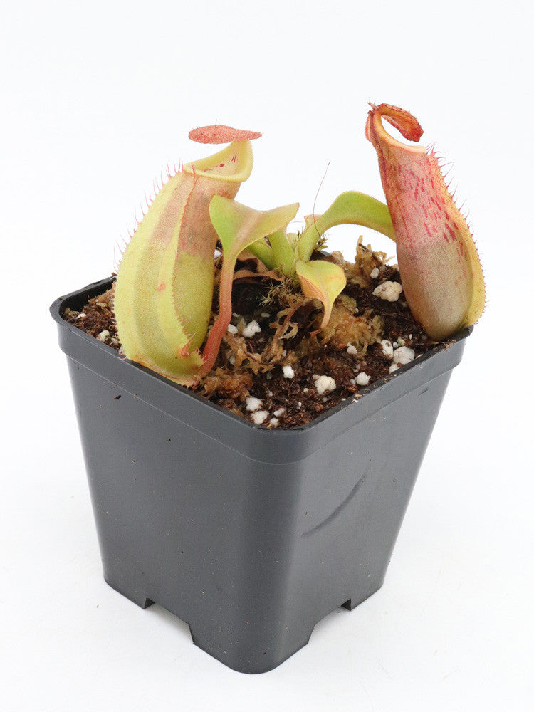 Nepenthes robcantley x veitchii