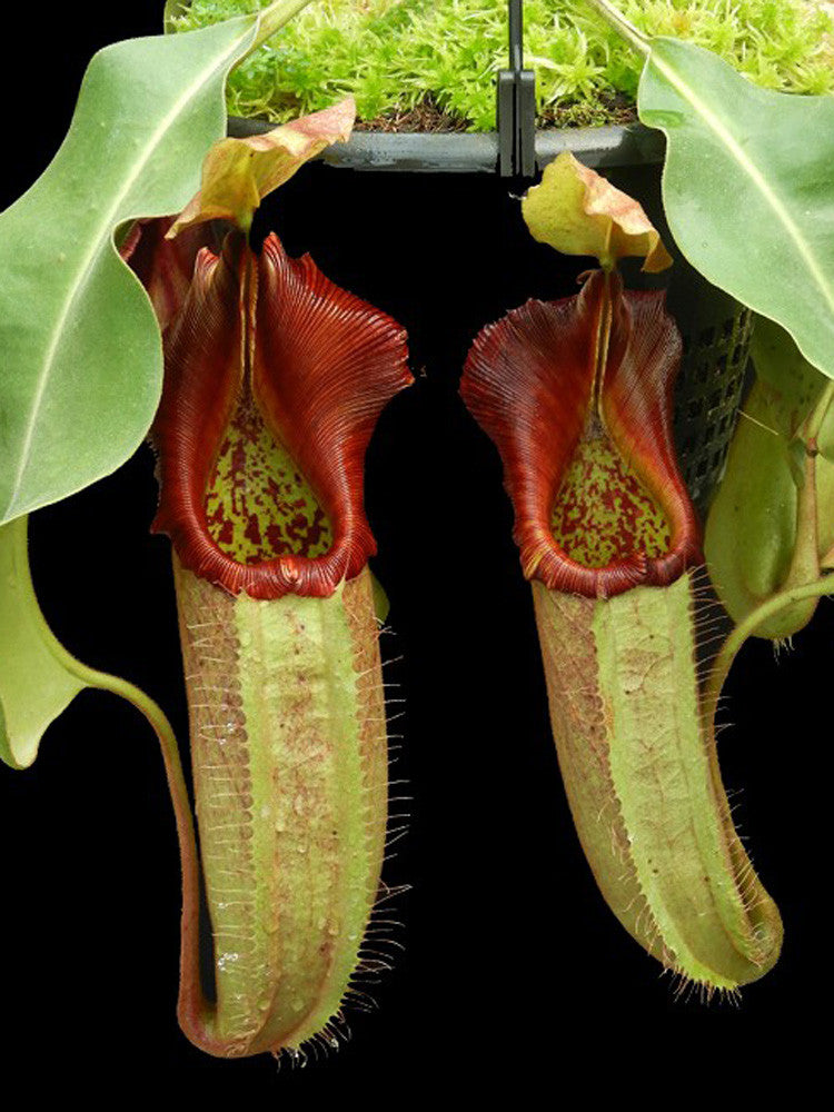 Nepenthes robcantley x veitchii "Sungai Samba"  BE-3700