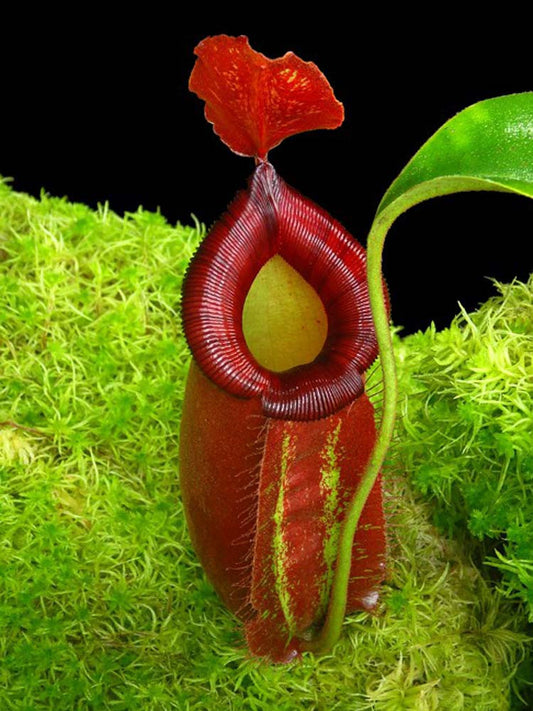 Nepenthes robcantleyi x ampullaria BE-3767