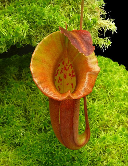 Nepenthes robcantleyi x jacqueline  BE-4028