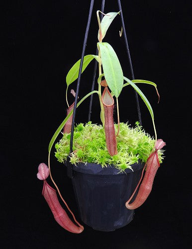 Nepenthes sanguinea  BE-4066