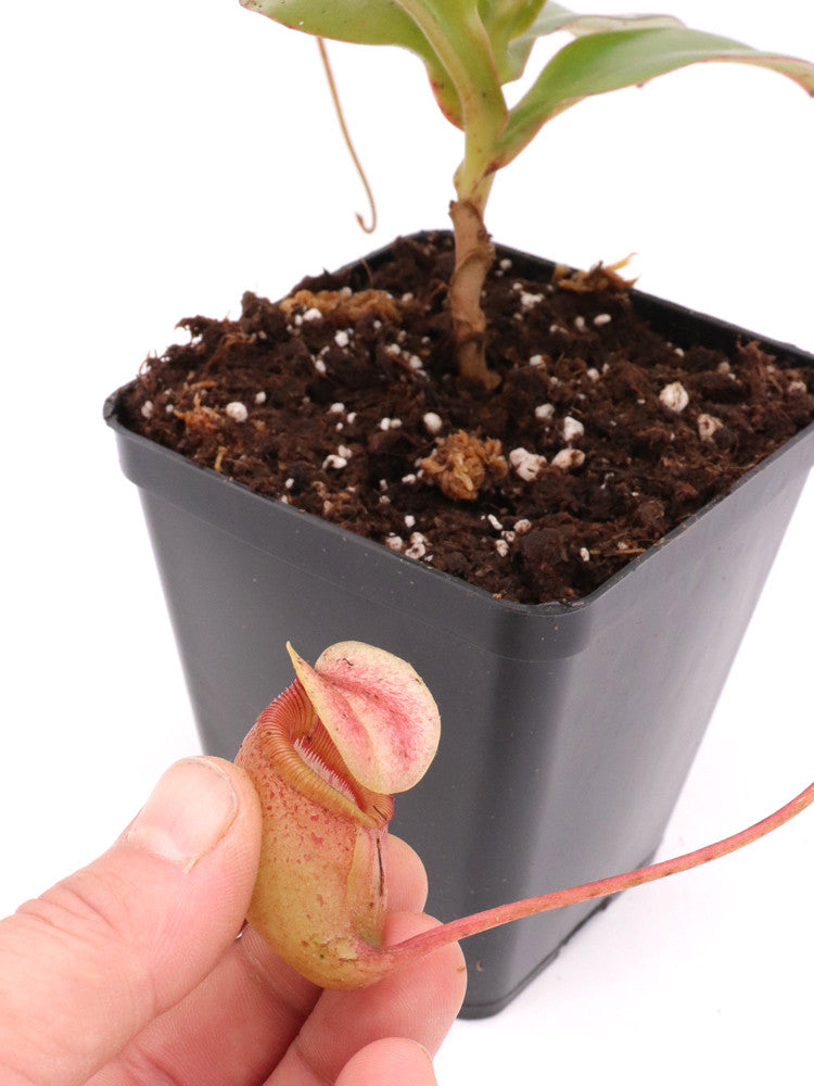 Nepenthes sibuyanensis  BE-3164
