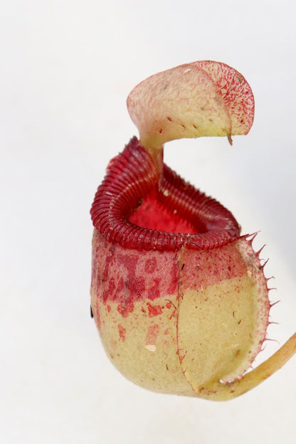 Nepenthes sibuyanensis  Guiting-Guiting, Philippines