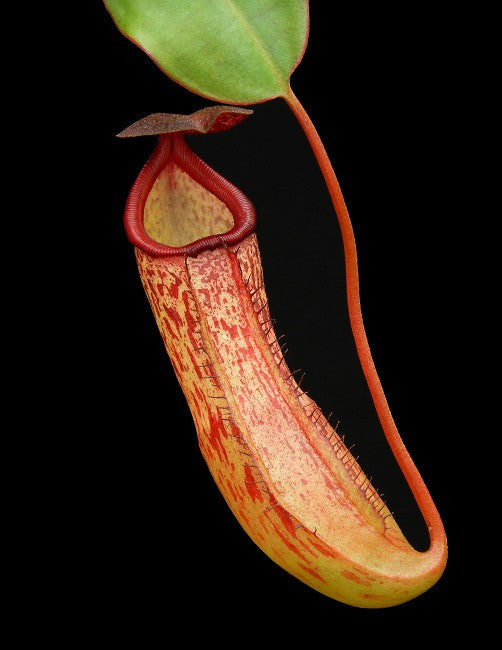 Nepenthes sibuyanensis x klossii  BE-4566