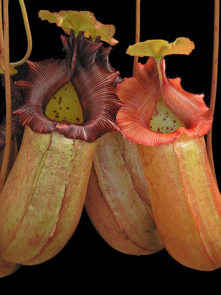 Nepenthes sibuyanensis x robcantleyi  BE-3713