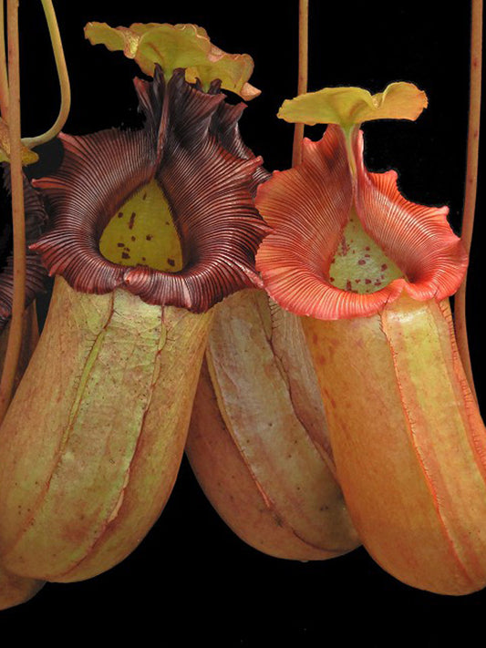 Nepenthes sibuyanensis x robcantleyi  BE-3713