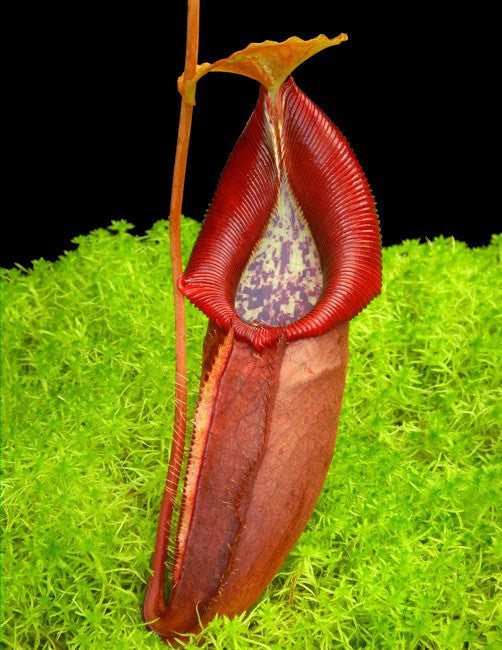 Nepenthes singalana x ovata  BE-3882