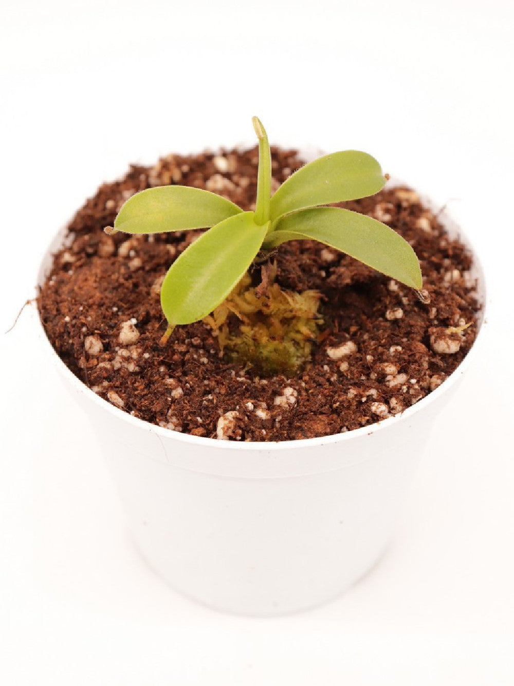 Nepenthes spathulata