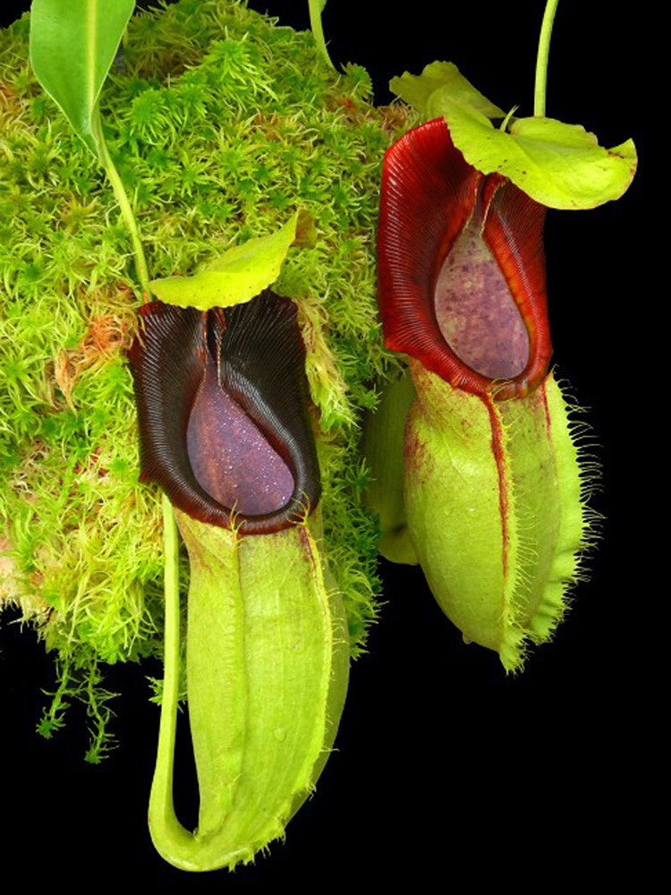 Nepenthes spathulata  BE-3175