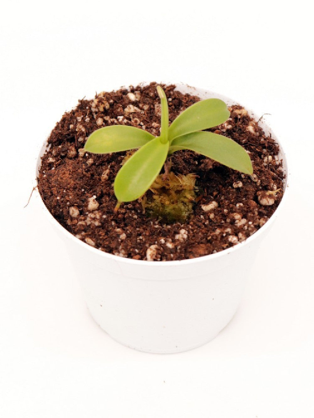 Nepenthes spathulata
