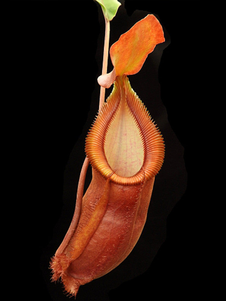 Nepenthes spathulata x "Diabolica"   BE-3983