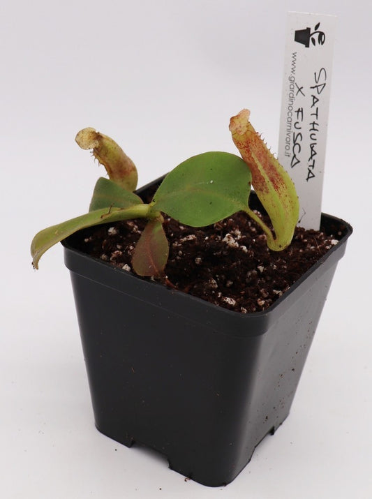 Nepenthes spathulata x fusca