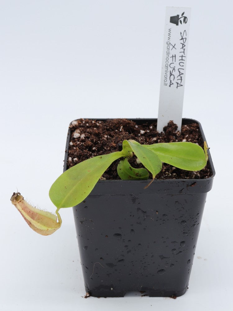 Nepenthes spathulata x fusca