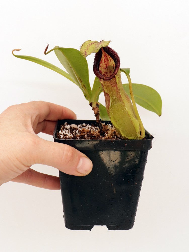 Nepenthes spathulata x hamata BE-3793