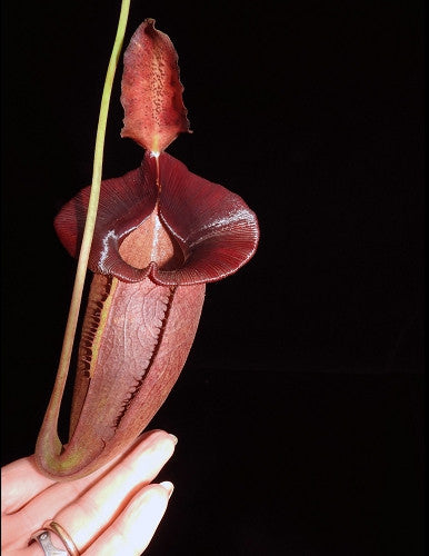 Nepenthes spathulata x jacqueline "Best clone" BE-3894