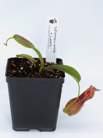 Nepenthes spathulata x lowii