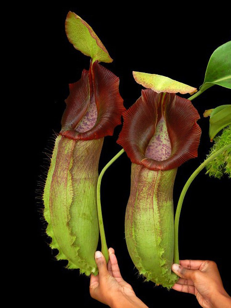 Nepenthes spathulata x robcantleyi  BE-4541