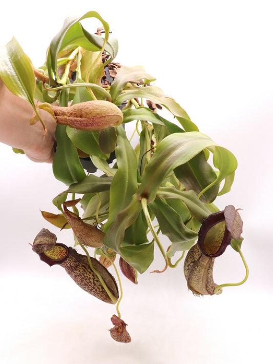 Nepenthes spathulata x spectabilis XL Size