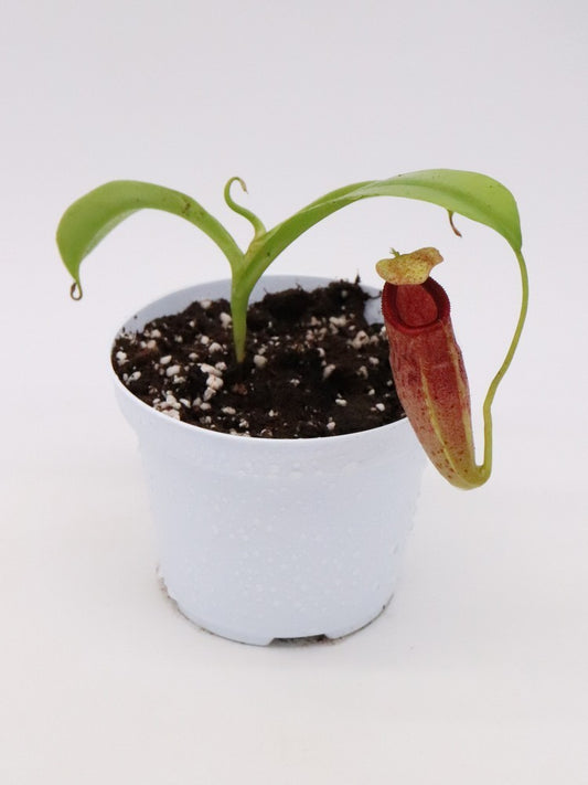Nepenthes spathulata x talangensis